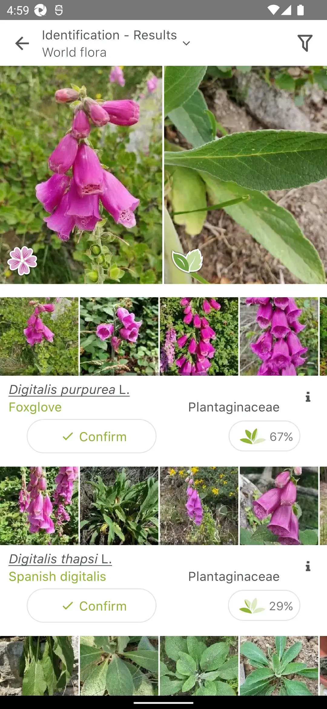 PlantNet identification results listing Digitalis purpurea, foxglove, at 67 percent above Digitalis thapsi, Spanish digitalis, at 29 percent, each with reference photographs