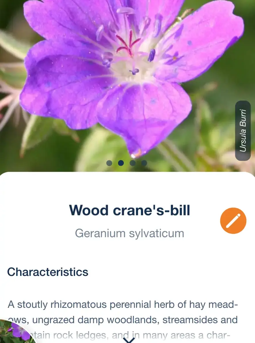 A Flora Incognita fact sheet for wood crane’s-bill, Geranium sylvaticum, opening on a characteristics paragraph below the photograph
