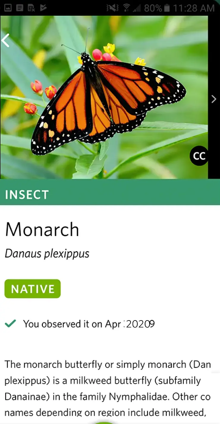 A Seek species card for the monarch butterfly, Danaus plexippus, marked NATIVE above a description of it as a milkweed butterfly of the family Nymphalidae