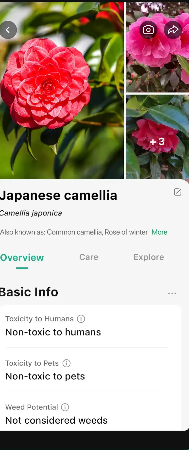 A PictureThis result for Japanese camellia showing basic info rows reading non-toxic to humans, non-toxic to pets and not considered weeds