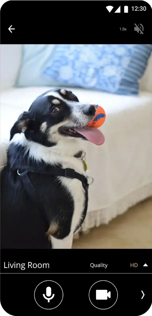 The AlfredCamera viewer screen streaming a live feed of a dog sitting upright on a living-room sofa with an orange ball in its mouth, labelled Living Room with HD quality, a mute and zoom control on the top bar and microphone and record buttons below.